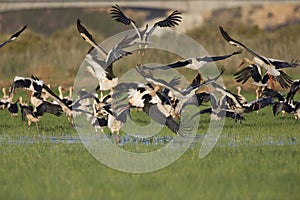 A flock of migrating white storks resting and taking off in the rice fields of the Algarve Portugal