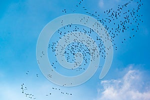 Flock of migration birds in flight, flying cranes in blue autumn sky. Flying in circle to build new formation.