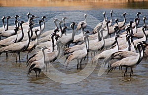 Flock of migratory birds. photo