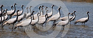 Flock of migratory birds. photo