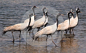 Flock of migratory birds. photo