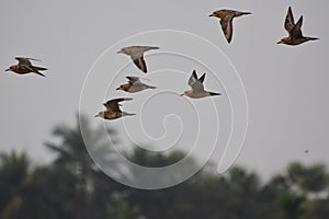 Flock of migratory birds in flight