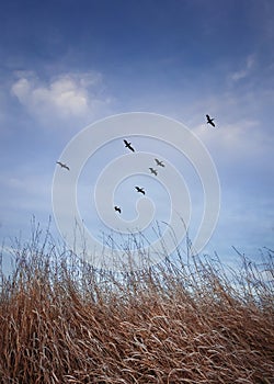 Flock of migratory birds flying over over a meadow with dry grass. Late autumnal scene, vertical shot in the nature with a blue photo