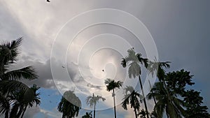 Flock Of Migratory Birds Flying on their way back to their nesting places Over tropical coconut tree on sunset sky. The day about