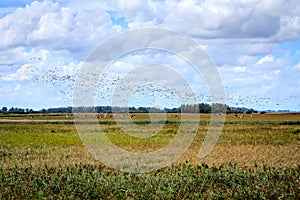 Migratory birds gather above the Wadden area.