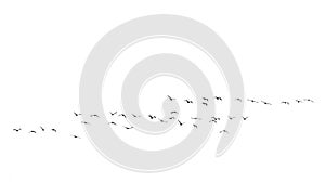 Flock of migratory birds isolated on white background