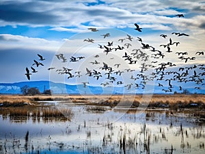 Flock of Migratory Birds over a Marsh