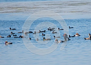 Flock of Migratory Birds Red-crested Pochards Netta rufina and Eurasian coot Fulica atra