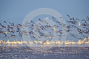 Flock of migratory birds scene