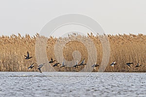 Flock of migratory ducks on the water