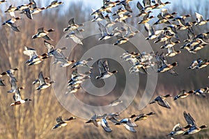 Flock of Migratory Eurasian wigeon ducks