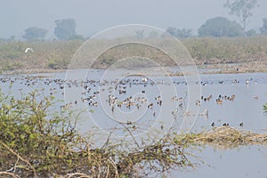 Flock of Migratory Water Fowl in the Lake