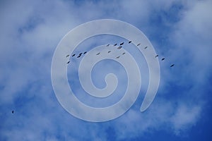 A flock of migratory wild geese flies to warmer climes in October against a cloudy sky over Berlin, Germany.