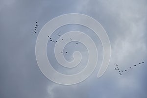 A flock of migratory wild geese flies to warmer climes in October against a cloudy sky over Berlin, Germany.