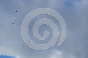 A flock of migratory wild geese flies to warmer climes in October against a cloudy sky over Berlin, Germany.