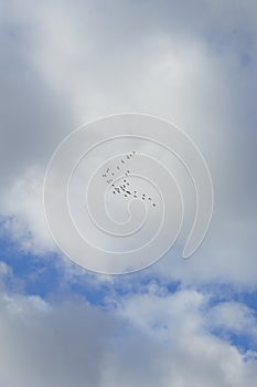 A flock of migratory wild geese flies to warmer climes in October against a cloudy sky over Berlin, Germany.