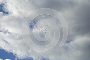 A flock of migratory wild geese flies to warmer climes in October against a cloudy sky over Berlin, Germany.