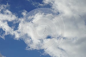 A flock of migratory wild geese flies to warmer climes in October against a cloudy sky over Berlin, Germany.