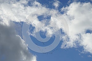 A flock of migratory wild geese flies to warmer climes in October against a cloudy sky over Berlin, Germany.