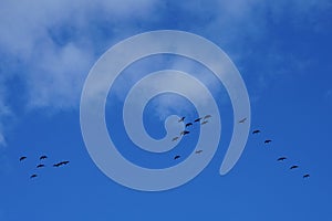 A flock of migratory wild geese flies to warmer climes in October against a cloudy sky over Berlin, Germany.