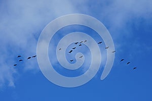 A flock of migratory wild geese flies to warmer climes in October against a cloudy sky over Berlin, Germany.