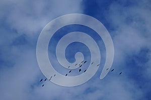 A flock of migratory wild geese flies to warmer climes in October against a cloudy sky over Berlin, Germany.