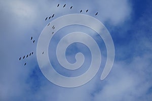 A flock of migratory wild geese flies to warmer climes in October against a cloudy sky over Berlin, Germany.