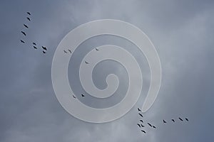 A flock of migratory wild geese flies to warmer climes in October against a cloudy sky over Berlin, Germany.