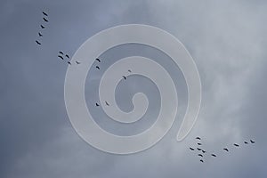 A flock of migratory wild geese flies to warmer climes in October against a cloudy sky over Berlin, Germany.