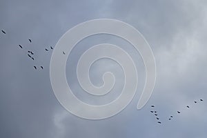 A flock of migratory wild geese flies to warmer climes in October against a cloudy sky over Berlin, Germany.