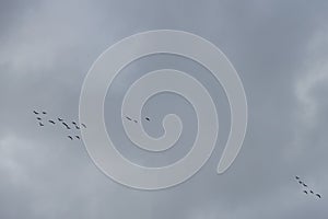 A flock of migratory wild geese flies to warmer climes in October against a cloudy sky over Berlin, Germany.