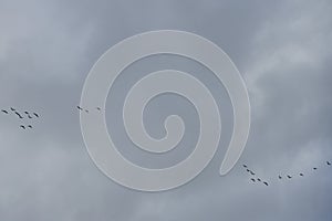 A flock of migratory wild geese flies to warmer climes in October against a cloudy sky over Berlin, Germany.