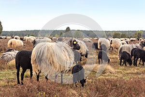 Flock of moorland sheep Heidschnucke with young lambs in Luneburg Heath near Undeloh and Wilsede, Germany