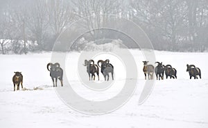 Flock of mouflon sheep in winter