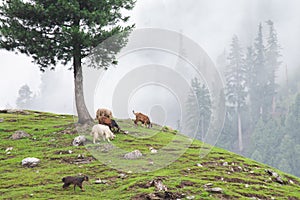 Flock of mountain goat graze in hill with fog forest behind.