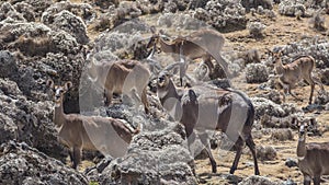 Flock of Mountain Nyala