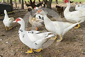 Flock of musky duck