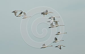 A flock of Mute Swans, Cygnus olor, flying in the blue sky.