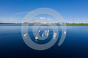 A flock of mute swans swim near the Russian city of Nadym on Yamal