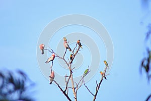 Flock of native Australian Galah`s and Rainbow Lorikeet`s resting perched on a dead tree, Melbourne, Victoria