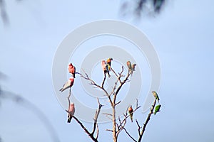 Flock of native Australian Galah`s and Rainbow Lorikeet`s resting perched on a dead tree, Melbourne, Victoria