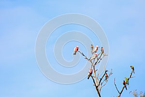 flock of native Australian Galah`s and Rainbow Lorikeet`s resting perched on a dead tree, Melbourne, Victoria