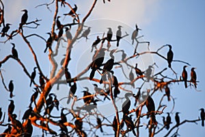 A flock of neotropic cormorants on a bare tree