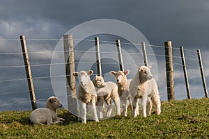Flock of newborn lambs