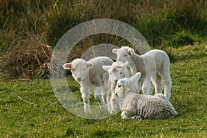 Flock of newborn lambs