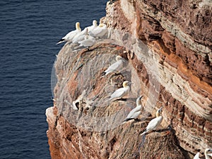 Flock of Northern gannet birds standing on the ledge of a coastal cliff on Helgoland island