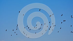 Flock of northern lapwings in flying on a blue sky, - Vanellus vanellus