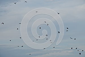 flock of northern lapwings - Vanellus vanellus
