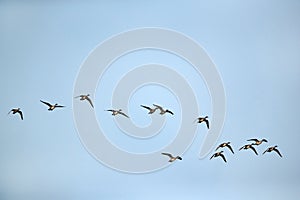 A flock of Northern Pintails