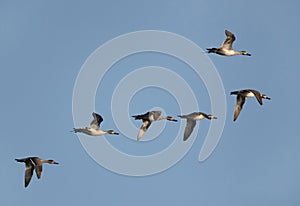 A flock of Northern Pintails flying
